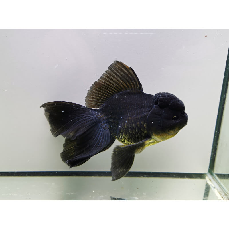 Oranda Black Tête de lion Wysiwyg05 Aquaplante