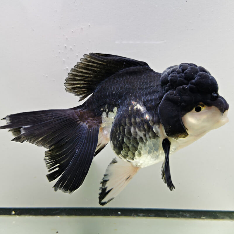Oranda Panda Black Tête de lion Wysiwyg06 Aquaplante
