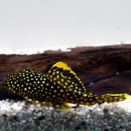 Baryancistrus sp. Golden nugget XL-XXL (Sauvage - Brésil)
