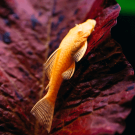 Ancistrus sp. Albinos XL 14-15cm (Elevage Europe)