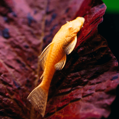 Ancistrus sp. Albinos XL 14-15cm (Elevage Europe)