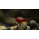 Caridina dennerli - Crevette cardinal de Sulawesi