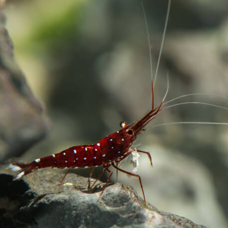 Caridina dennerli - Crevette cardinal de Sulawesi