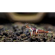 Caridina woltereckae - crevette arlequin de Sulawesi