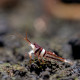 Caridina woltereckae - crevette arlequin de Sulawesi