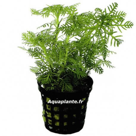 Hottonia Inflata - Plante d'aquarium