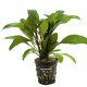 Hygrophila Guanensis - Plante d'aquarium facile