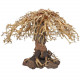 Dupla Bonsai Weeping Willow 3 L 40X20X30cm