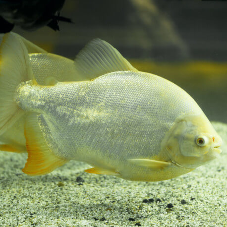 Piaractus brachypomus albinos - Pacu albinos 25-30cm