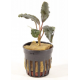 Bucephalandra mercedes