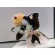 Oranda Panda Black - Tête de lion Wysiwyg11 (Poisson japonais)