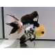 Oranda Panda Black - Tête de lion Wysiwyg11 (Poisson japonais)