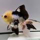 Oranda Panda Black - Tête de lion Wysiwyg11 (Poisson japonais)
