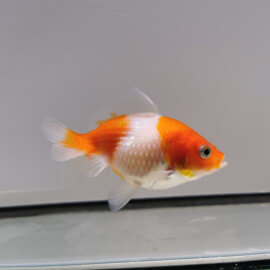 Pearlscale  - Poisson japonais perlé Wysiwyg14
