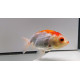 Ranchu Red and White - Poisson japonais Wysiwyg15