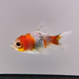 Fantail Calico - Queue de voile Wysiwyg12 (Poisson japonais)