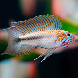 Apistogramma Lineata Atapabo Red Line S LE COUPLE - Sauvage Colombie