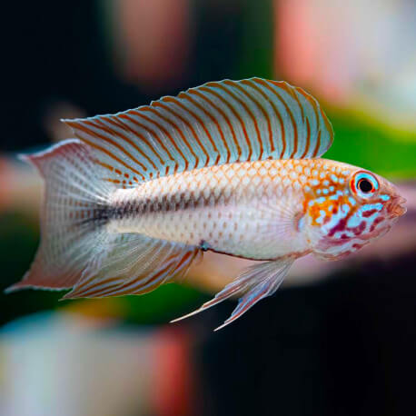 Apistogramma Lineata Atapabo Red Line S LE COUPLE - Sauvage Colombie