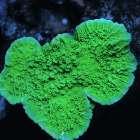 Montipora plateau vert frag XS