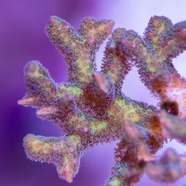 Pocillopora sp. Bicolor Frag S