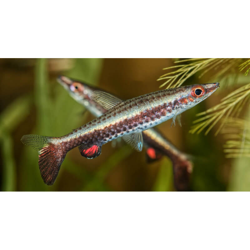 Poisson-crayon doré _ Nannostomus - Oscar-le-poisson