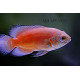 Astronotus ocellatus Albinos Red S