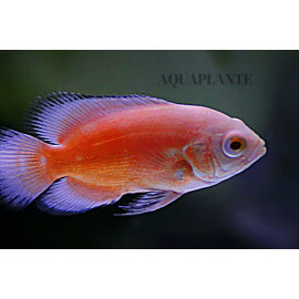 Astronotus ocellatus Albinos Red S