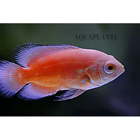 Astronotus ocellatus Albinos Red S