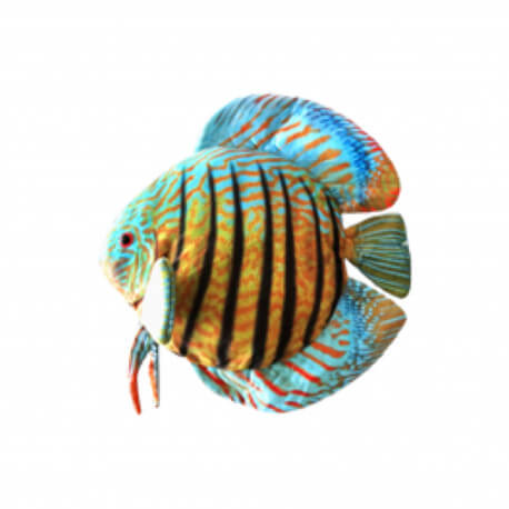 Ceramic Nature Peluche Discus