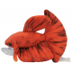 Ceramic Nature Peluche Betta Rouge