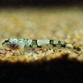 Schismatogobius ampluvinculus  (Sauvage - Indonésie)