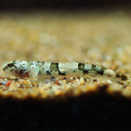 Schismatogobius ampluvinculus  (Sauvage - Indonésie)