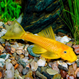 Ancistrus sp. gold (Elevage Europe)