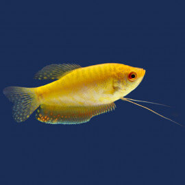 Trichogaster Trichopterus - Gourami Gold