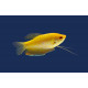 Trichogaster Trichopterus - Gourami Gold