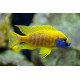 Aulonocara baenschi Yellow M-L