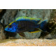 Aulonocara maylandi M-L