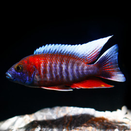 Aulonocara jacobfreibergi Red M-L