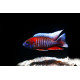 Aulonocara jacobfreibergi Red M-L
