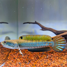 Channa pulchra Peacock