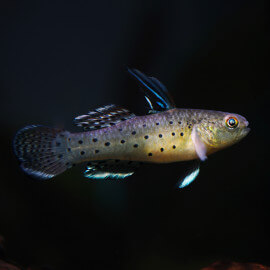 Schismatogobius sadanundio  (Sauvage - Thaïlande)