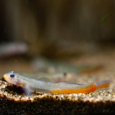 Stiphodon sp orange (Sauvage - Indonésie)