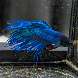 Betta mâle Crowntail Blue N°2