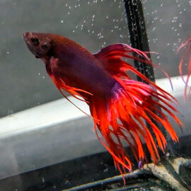 Betta mâle Crowntail Blue N°4