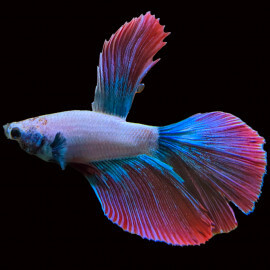 Betta SuperDelta Levander N°1