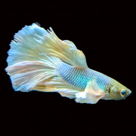 Betta mâle Big Ears Platinum HQ N°5