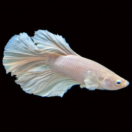 Betta mâle Halfmoon Platinum HQ N°11