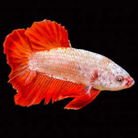 Betta mâle Red Dragon  Platinum HQ N°12