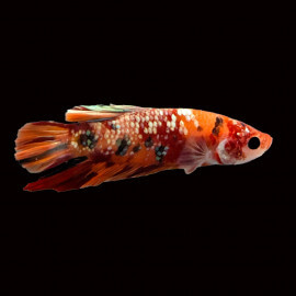 Betta mâle Plakat nemo N°18