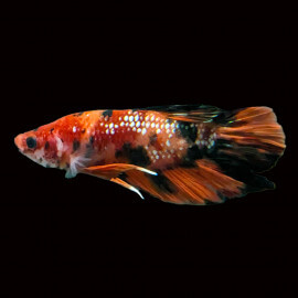 Betta mâle Plakat Koï N°19
